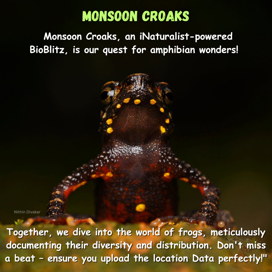 Monsoon Croaks 2023